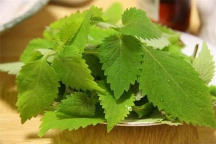  Rau kinh giơílà 1 trong 3 loại rau cấm kỵ không được ăn cùng thịt gà.