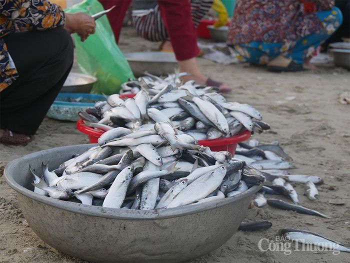 Những thau cá trắng phau tại bờ biển