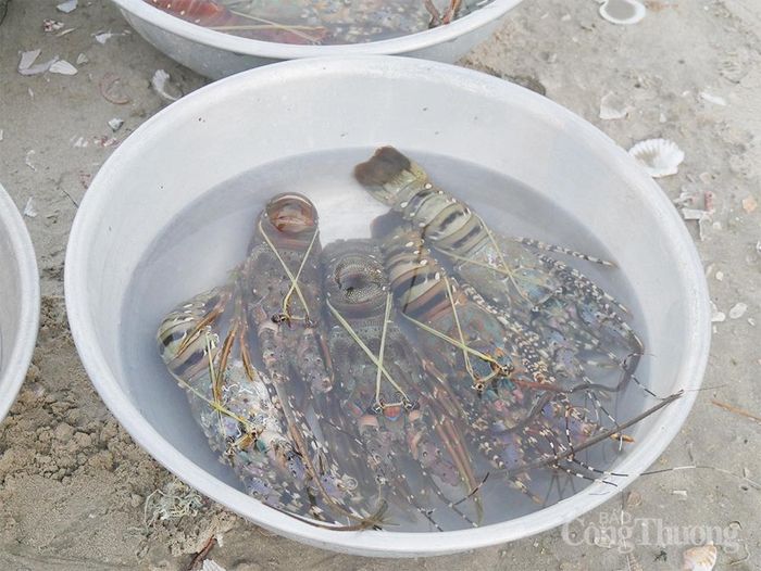 Một thau tôm hùm nặng khoảng 2kg được chào bán với giá 500.000 đồng