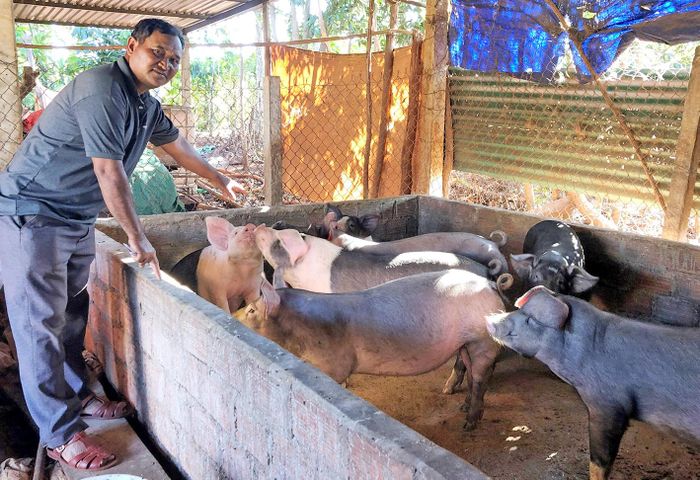 Ông Blâm luôn đi đầu trong phát triển kinh tế tại làng Dôr 1 (xã Glar, huyện Đak Đoa). Ảnh: Anh Huy