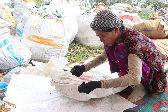 Bà Trần Thị Dịu (quê TP.Cần Thơ) tranh thủ may bao tải chứa phế liệu trong lúc chờ xe rác tới. Ảnh: Lê An