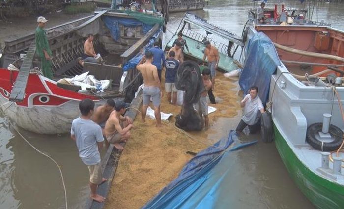 Người dân giúp chủ ghe đưa số lúa đang vận chuyển sang phương tiện khác. 