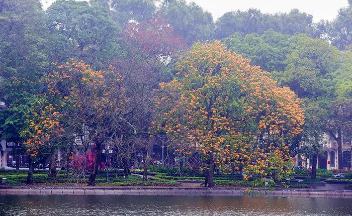 Ở Hà Nội, vàng anh được trồng rải rác nên chưa tạo được ấn tượng mạnh như hoa ban, hoa bằng lăng trên các tuyến phố