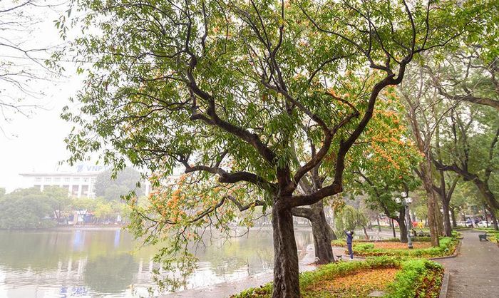 Hoa có màu sắc rực rỡ, thân cây lớn cho bóng mát nên được trồng nhiều tại công viên hay các vườn hoa
