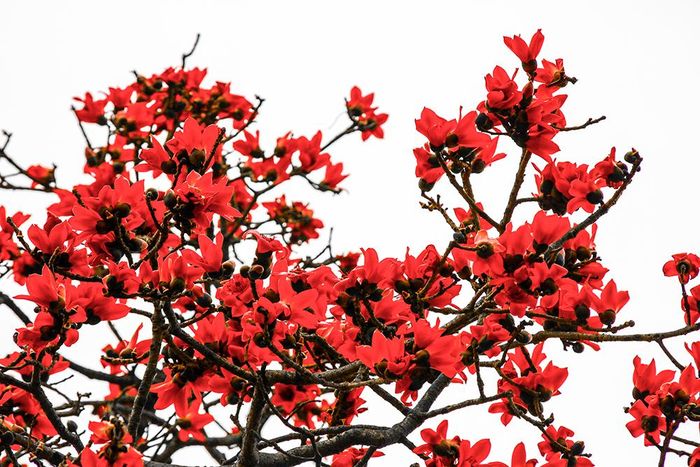 Hoa gạo có cánh dầy, thường nở đồng loạt, khiến cây ngập tràn sắc đỏ.