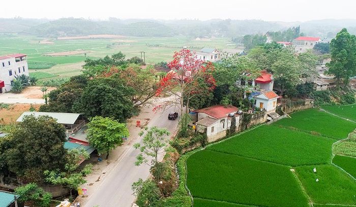 Hoa gạo gắn với khung cảnh làng quê đầy thơ mộng.