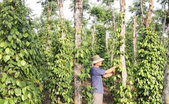 Hiện nay, Việt Nam cũng được xếp là một trong những nước xuất khẩu hạt tiêu lớn trên thế giới.