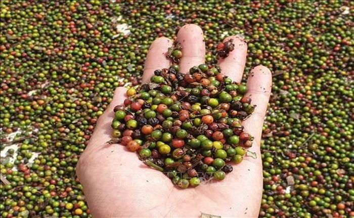 Theo số liệu của Tổng cục Hải quan, xuất khẩu hồ tiêu 2 tháng đầu năm 2021 của cả nước đạt 30.291 tấn, kim ngạch đạt 87,56 triệu USD. So với cùng kỳ năm 2020, sản lượng xuất khẩu hồ tiêu giảm 25,3%, kim ngạch giảm 6,5%.