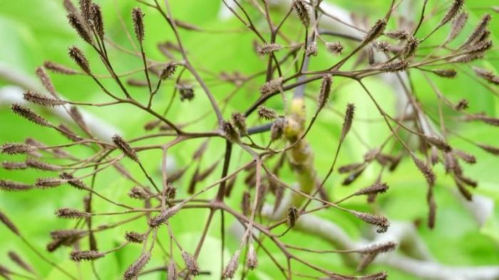 Cây Pisonia có quả mang hạt nhầy và những gai nhỏ.
