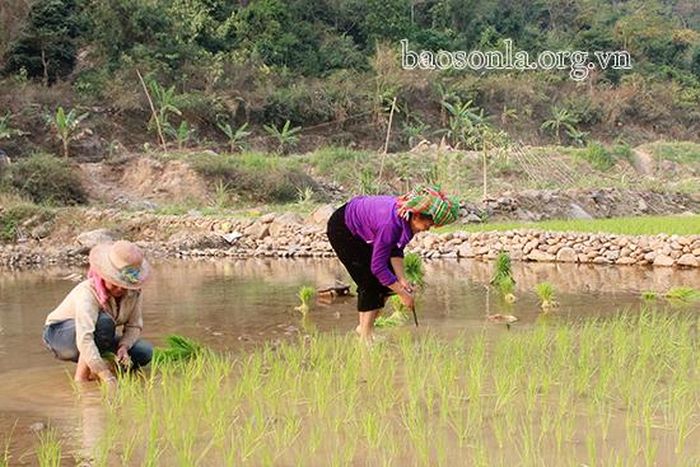 Bà con bản Hua Nặm, xã Nặm Păm (Mường La) nhọc nhằn cấy lúa.