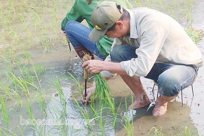 Người dân xã Nặm Păm kiên trì đưa từng nhánh mạ xuống nền ruộng sỏi đá.