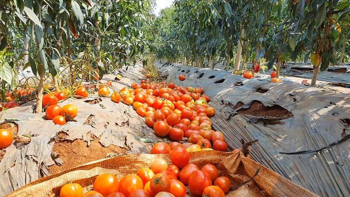 Giá cả xuống thấp, thương lái chỉ chọn mua cà chua loại đẹp, loại trái nhỏ hơn đành phải đổ bỏ