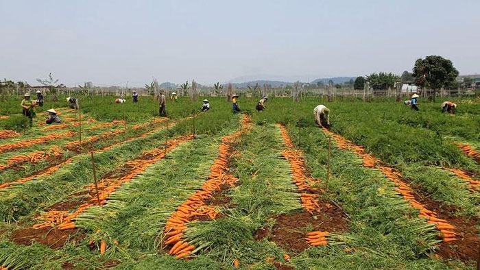 Giá cà rốt xuống thấp khiến người nông dân thua lỗ