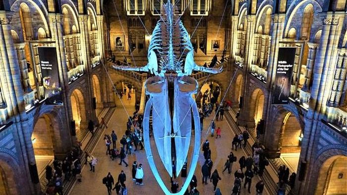 Quang cảnh tại Bảo tàng lịch sử thiên nhiên London (Anh)