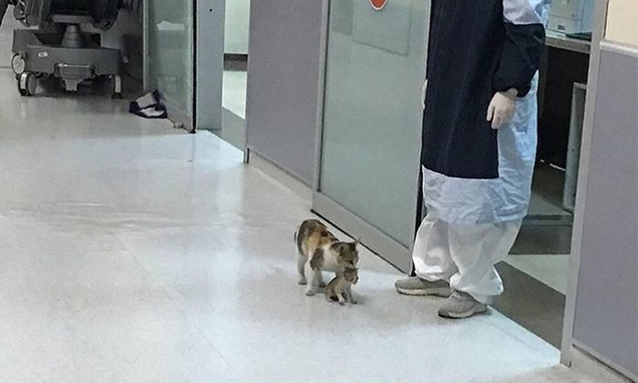 Cách đây một năm, một con mèo mẹ ở Thổ Nhĩ Kỳ cũng tha con đến viện cầu cứu bác sĩ.