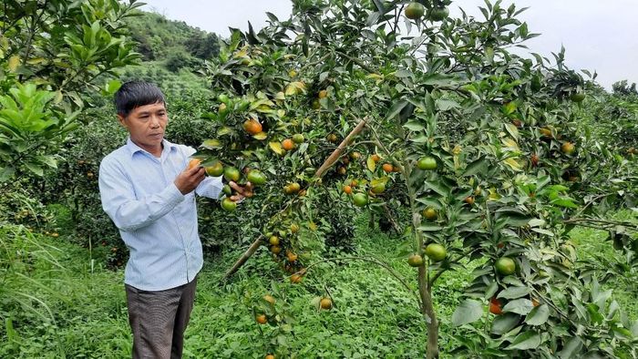 Nông dân huyện Na Rì (Bắc Kạn) có thu nhập cao nhờ các mô hình trồng cam, quýt.