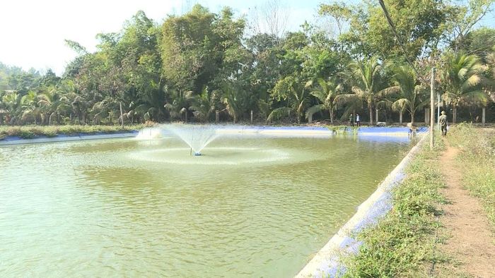  Cá rô nuôi theo mô hình khảo nghiệm ở Điện Biên.