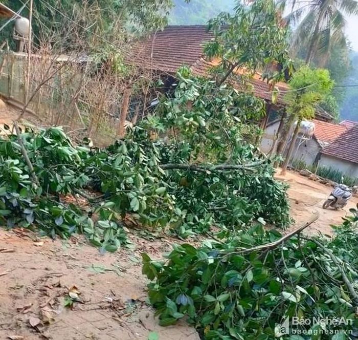 Nhiều cây cối bị đổ ngổn ngang. Ảnh: ĐT