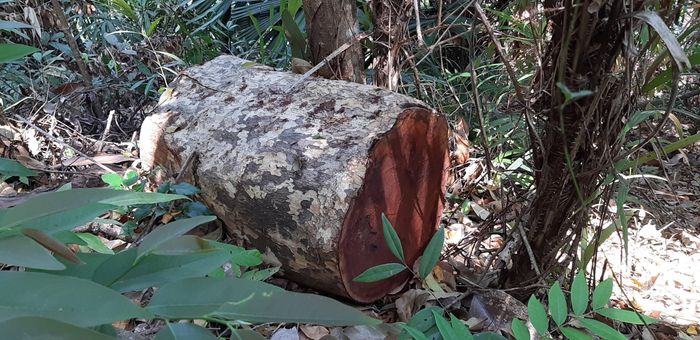 Gỗ bị "lâm tặc" đốn hạ.