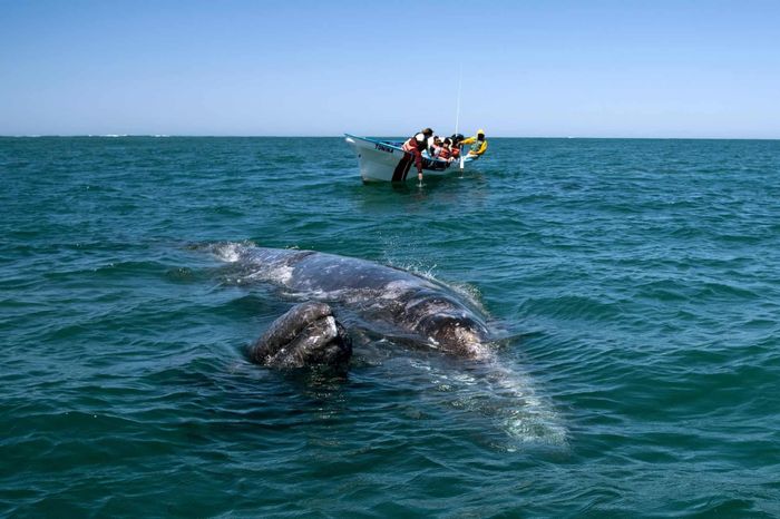  Năm ngoái, chính quyền từng cấm các tour ngắm cá voi bằng thuyền. Tuy nhiên, lượng khách du lịch sụt giảm khiến họ phải mở lại để thu hút khách tham quan. 