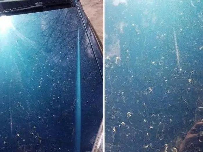 Cát Sahara phủ kín ô tô và các phương tiện giao thông khác.