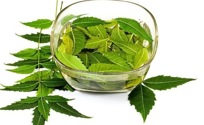 Sử dụng thảo mộc thiên nhiên như xoan Ấn Độ cũng có thể giúp bạn loại bỏ các vết ố vàng trên răng.
