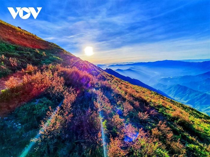 Nếu hỏi người bản địa về loài hoa tím dại cũng chỉ nhận được câu trả lời: "chi pâu" (nghĩa là "không biết tên").