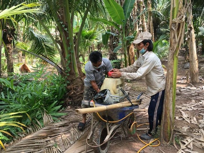 Mật độ sâu nhiều, người dân phải dùng máy phun công suất lớn để phun lá dừa trên cao.