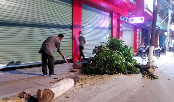 Cây sao đen trước cửa hàng Thế giới điện máy bị đốn hạ.