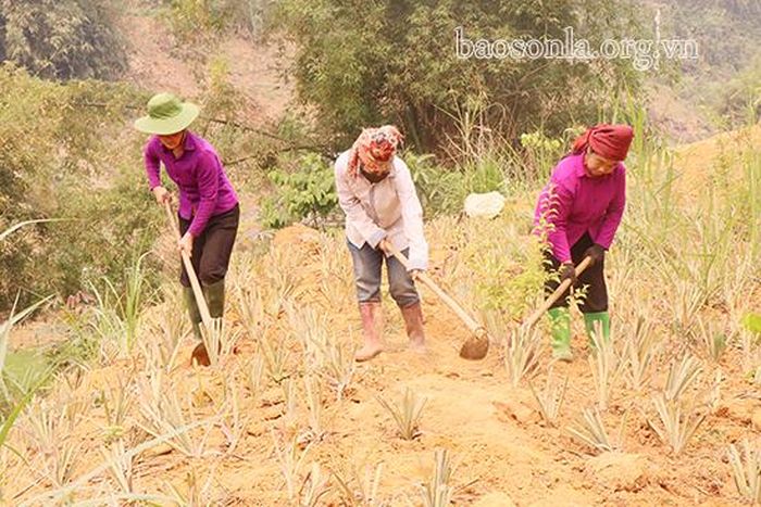 Nông dân bản Cút, xã Mường Giôn (Quỳnh Nhai) trồng dứa nguyên liệu.
