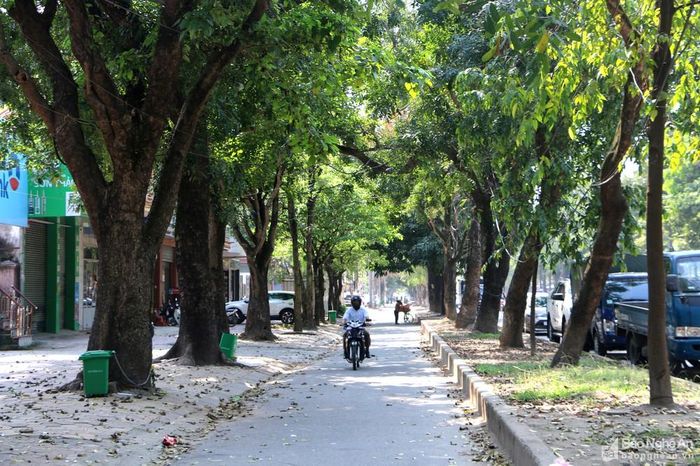 Hàng cây xanh 2 bên đường Phan Đình Phùng có tuổi đời trên 50 năm. Ảnh: Nguyễn Hải