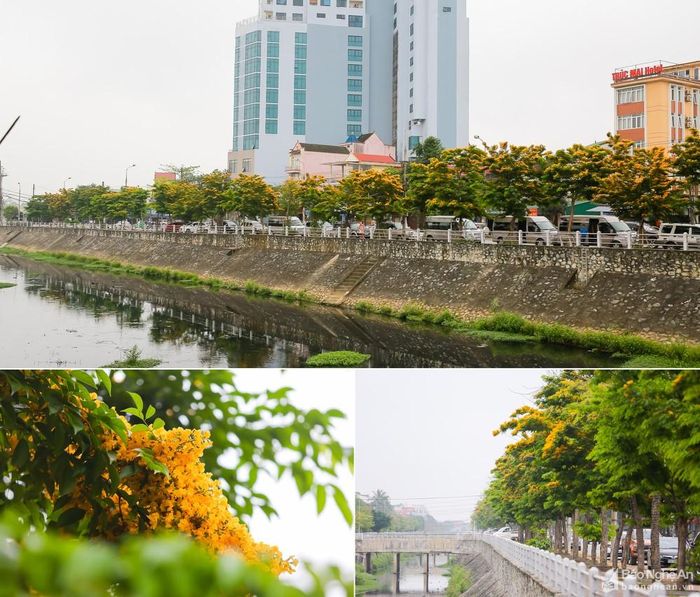 Hoa giáng hương nở rực vàng trên các tuyến phố thành Vinh. Ảnh: Lâm Tùng