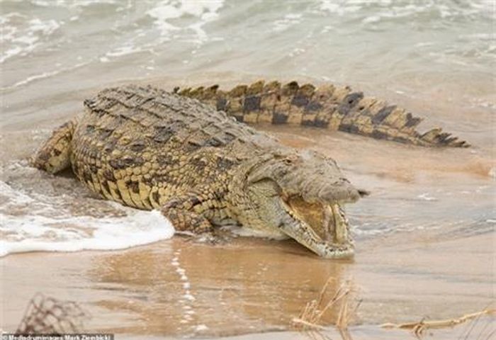 Con cá sấu sông Nile này thường bắt gặp ở các dòng sông nước ngọt