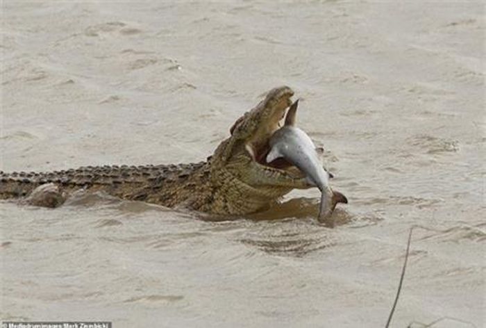 Cá sấu sông Nile đang thưởng thức bữa ăn của mình