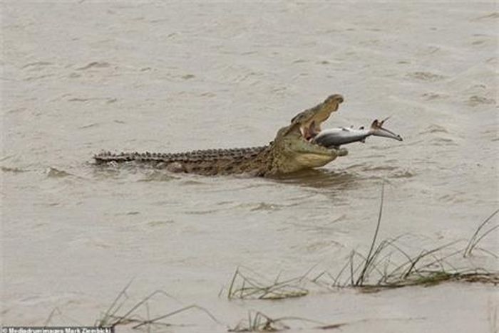 Con mồi của nó là một con cá mập bò chưa trưởng thành