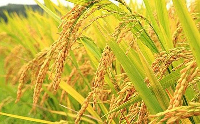 Giá lúa gạo khá ổn định trong tuần này
