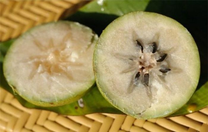  Vú sữa Lò Rèn: Một trong số đặc sản miền Tây được nhớ tới nhiều nhất chính là vú sữa Lò Rèn (Tiền Giang). Cũng là trái vú sữa chín nhưng ruột bên trong trắng tinh, mọng nước, vị ngọt thanh và hương thơm mát nhẹ nhàng. 