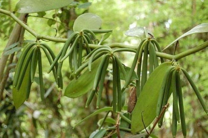 Nguyên nhân chính dẫn đến cái giá cao ngất ngưỡng của vani là vì rất ít nơi có thể trồng được loài cây này. Quả Vani được thu hoạch từ những loài lan thuộc chi Vanilla, nhưng chủ yếu là từ loài V. Planifolia.