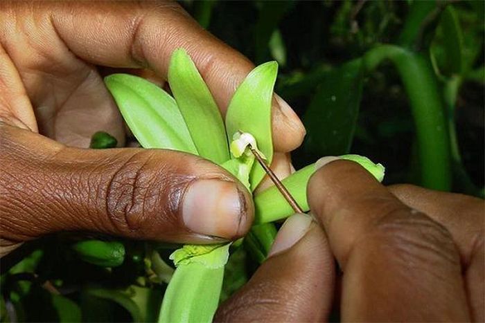 Những người thợ sẽ dùng một cây tăm chuyên dụng hoặc một vật nhỏ đã được khử trùng và tiến hành quá trình thụ phấn. Họ sử dụng búp tre, tăm hay một loại vật nhọn tương tự để xuyên thủng lớp màng mỏng bịt cơ quan sinh dục cái của hoa, rồi mới có thể tiến hành cho giao tử đực tiếp hợp với giao tử cái.