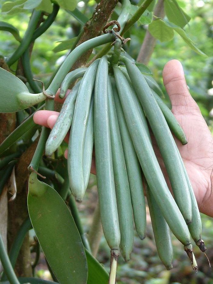 80% lượng cây Vani trên thế giới đều được trồng ở vùng Đông Bắc của Magagascar, nơi có điều kiện khí hậu và thổ nhưỡng được cho là hoàn hảo với sự phát triển của Vani.