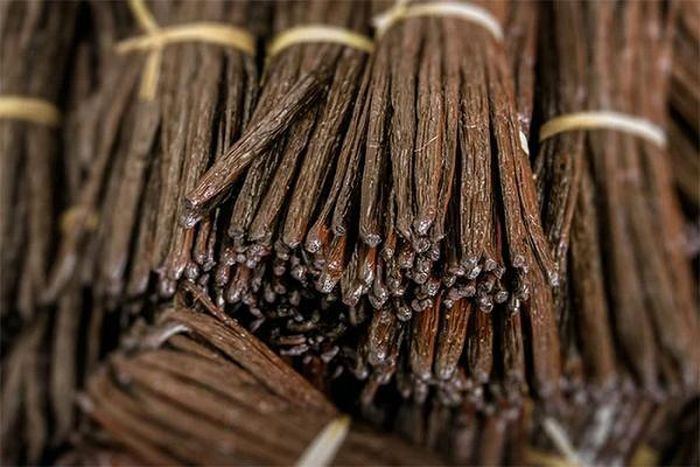 Những người thợ phải tiến hành công việc thụ phấn trong vòng 24 giờ sau khi hoa nở, nếu chậm trễ vani sẽ không đậu.