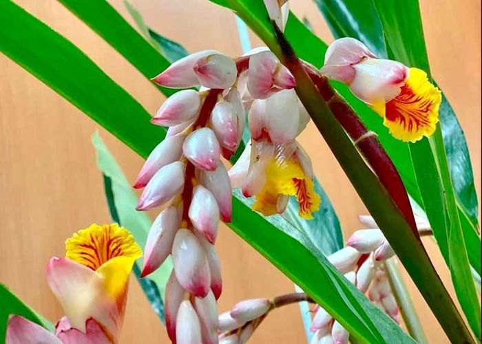 Loại hoa này nụ màu trắng hồng, lúc nở ra hoa sẽ có màu vàng