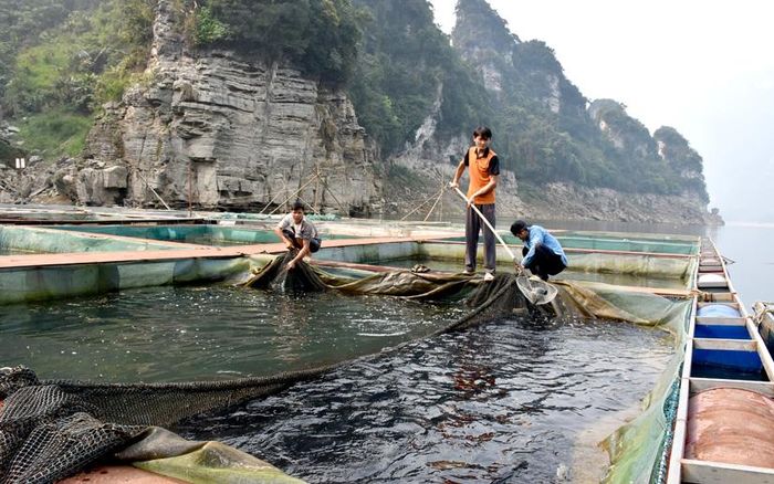 Khu nuôi cá lồng của gia đình anh Nguyễn Quang Minh, thôn Nà Tông, xã Thượng Lâm (Lâm Bình).