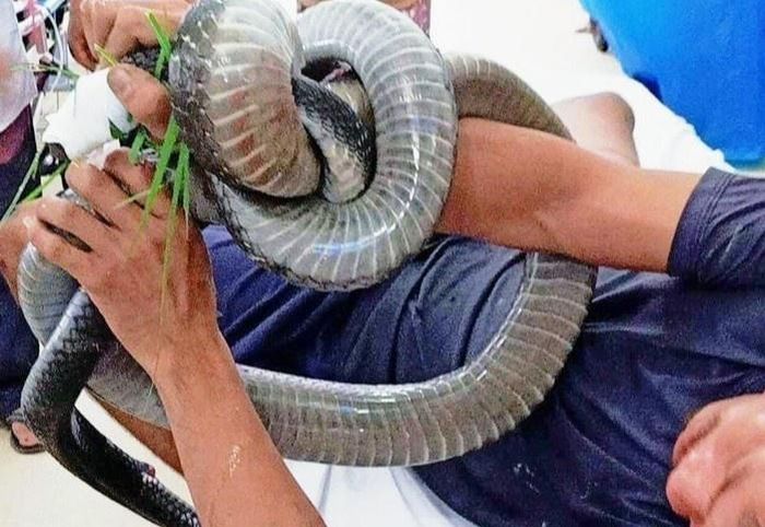 Người đàn ông ở Tây Ninh mang theo rắn hổ mang chúa vào phòng cấp cứu. Người này giữ được mạng sống nhờ được truyền huyết thanh và điều trị tích cực tại Bệnh viện Chợ Rẫy.
