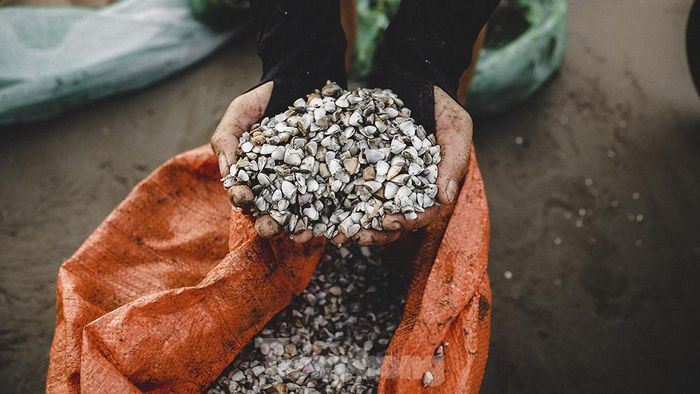Don sẽ được ngư dân đem về chế biến làm sạch để mang đi tiêu thụ