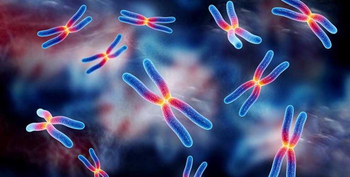  Hội chứng VEXAS chỉ ảnh hưởng nam giới vì đột biến gene trong nhiễm sắc thể X. Ảnh: Freepik. 