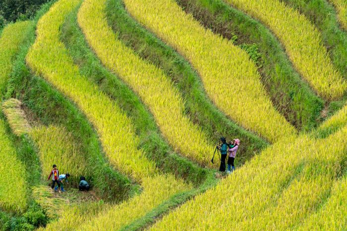 Cùng chiêm ngưỡng Hoàng Su Phì tuyệt đẹp vào mùa vàng và cuộc sống con người nơi đây.