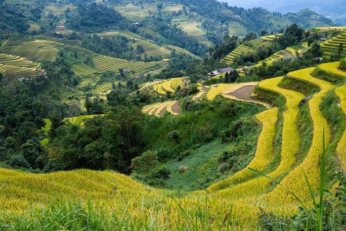 Hoàng Su Phì có hai thời điểm đẹp nhất trong năm để bạn lên đường đến khám phá mảnh đất này....
