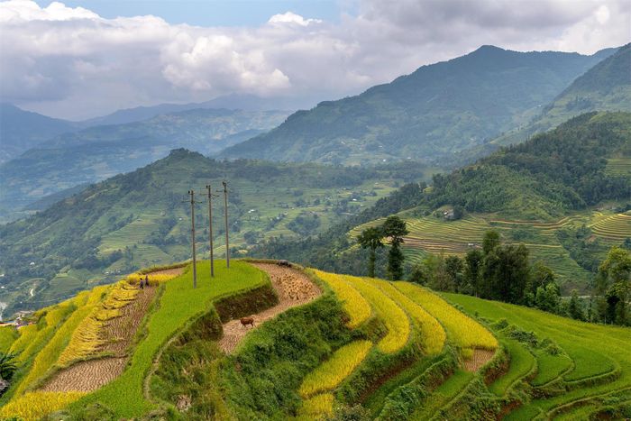 Những ngày này, lúa đã bắt đầu chín vàng chảy tràn trên những thửa ruộng bậc thang óng ả khắp Hoàng Su Phì.