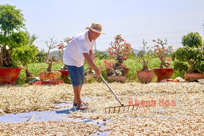  Nông dân thu hoạch tỏi VietGap cho Hợp tác xã Thảo dược Việt Nam. 